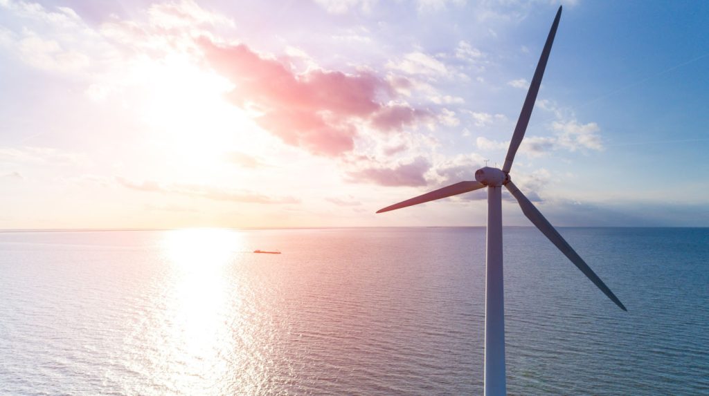 Parques eólicos offshore: ¿es posible generar energía limpia y proteger la fauna? Energía eólica