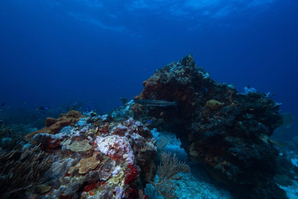 Alertan sobre daños irreversibles por minería en aguas profundas