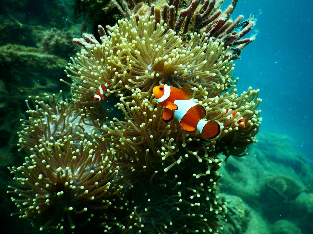 Investigadores de Boston descubren que los peces payaso desaparecen debido al cambio climático