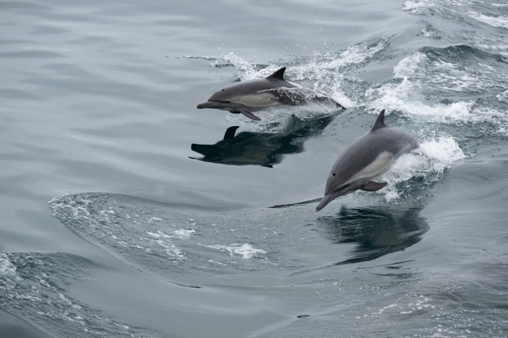 The Channel Islands National Marine Sanctuary is known as the Galápagos of the north because of the diversity of ecosystems and species it contains.