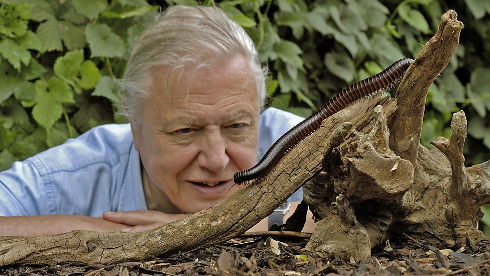 David Attenborough face to face with a millipede en 2005. TV Series “Life in the Undergrowth”. BBC.