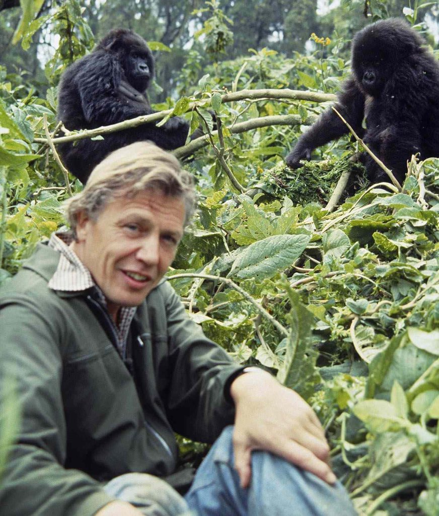 David Attenborough with gorillas in Rwanda filming for BBC “Life on Earth”. Foto: John Sparks. BBC.