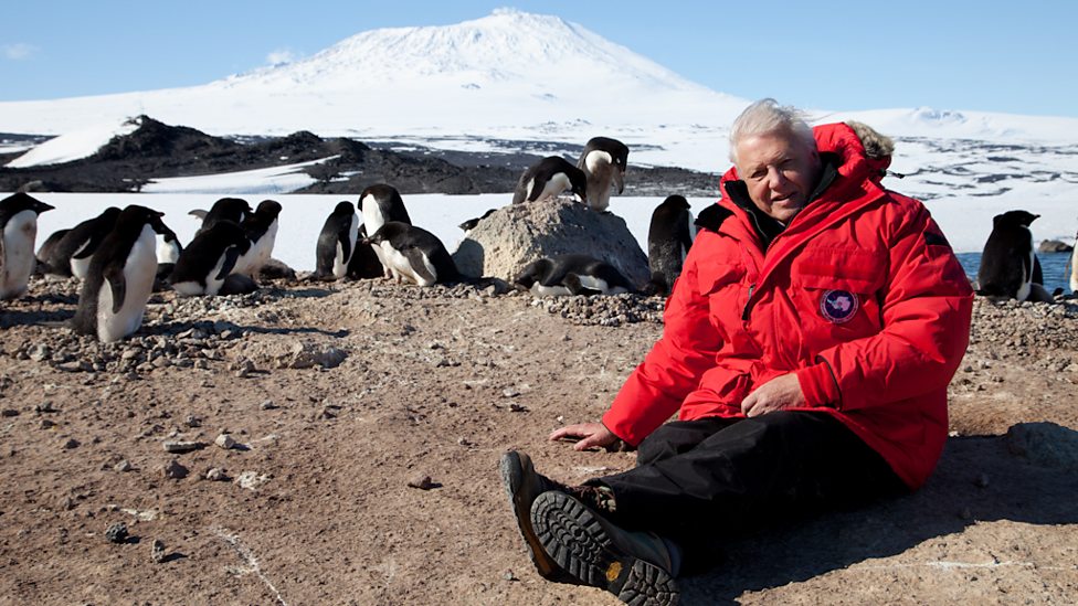 David Attenborough with Adelie penguins in Antarctica, en 2011. Documentary Series “Frozen Planet”. BBC.