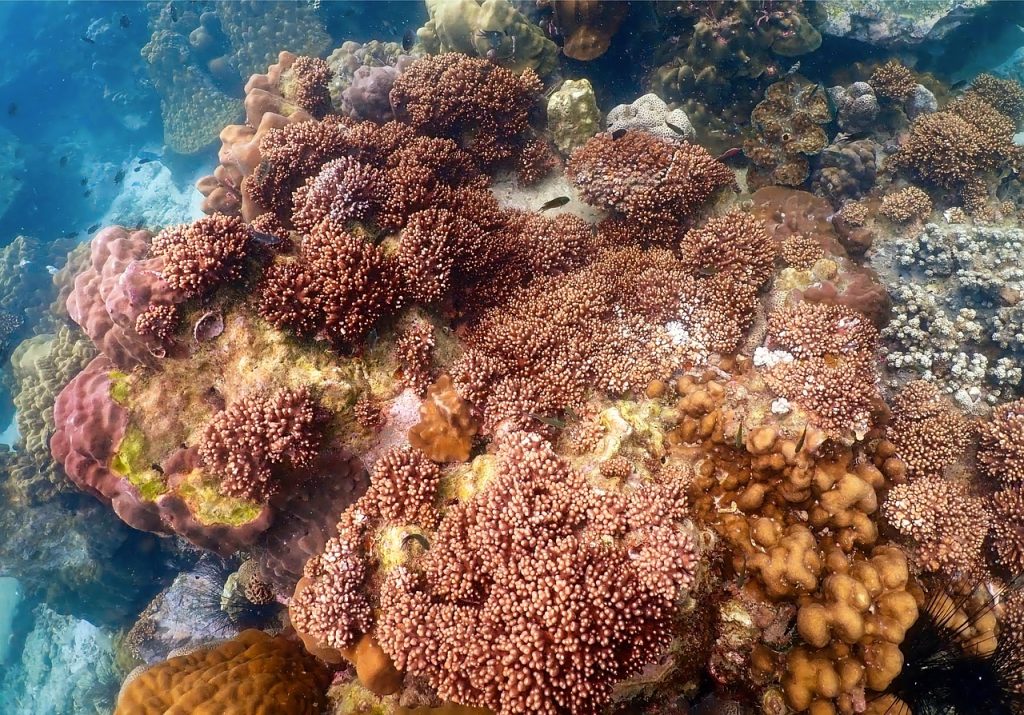 Los arrecifes de coral bajo la protección de la evidencia científica y los conocimientos indígenas arrecifes de coral
