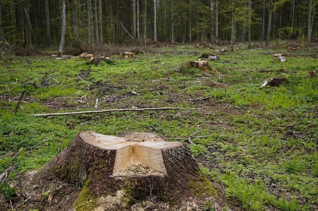 ¿Hay conexión entre la deforestación tropical y el clima en las ciudades? deforestación